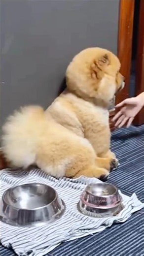 Fluffy Little Bear Learns to Shake! 🐾🐕 #PuppyLove #ChowChow #CutePets #shorts