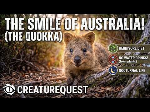 Quokka: The World’s Happiest Animal? 😍🌿 (Amazing Facts Revealed!) #Quokka #AnimalFacts #Wildlife