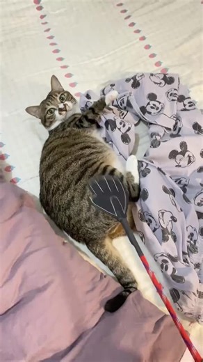 Miaow (@miaow8888)’s videos with original sound - Miaow