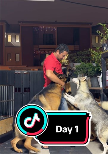 Welcoming Home Babygirl: A German Shepherd and Friends