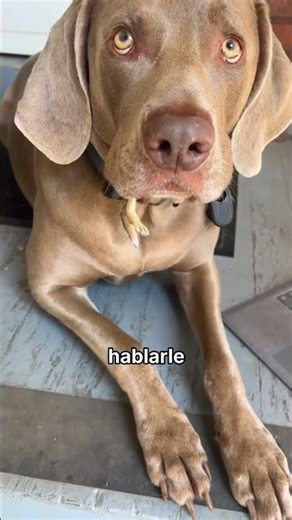 This dog wanted to eat a rabbit