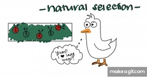 Natural selection on Make a GIF