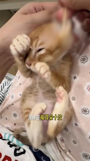 给猫狗驱虫还是得用第三代的驱虫药，因为使用方便，自己在家就能做，而且一点也不贵。 #宠物驱虫 #瑞德医生内外同驱