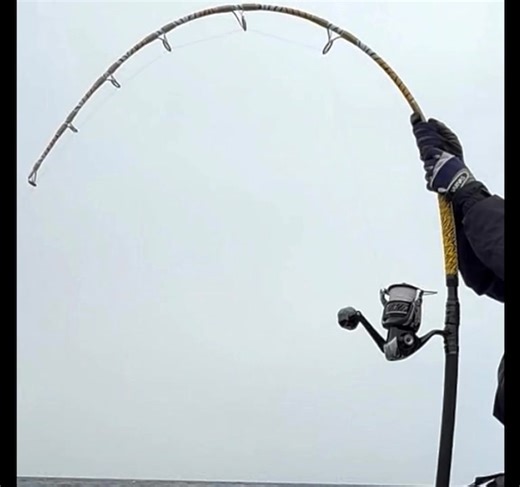 進化したMONSTER TUNA73Ⅱ 現在予約中の方と、これから購入する方は進化した73になります。 改良点は3つあります。より折れなくなり、手前から曲がるようにしたことで、よりアングラーの負担が少なくなってます。ガイドラッピングも強化しました。 立てて取る、竿に仕事をさせる、その二つの要素がより強力に進化しています。 73Ⅱは300㎏クラスのクロマグロを60分以内に上げるポテンシャルがあります。 65を含めた300シリーズは今年200～250kgのクロマグロをたくさんキャッチしました。 中には250kgをハーネス無しで19分でキャッチした方もいます。 300㎏クラスを船べりまで寄せて残り10メートルでフックアウトもありました。 MOGI Special Monster Tuna 73 Over300Ⅱ MAX Drag 30kg(angle 80) MAX Line PE15 MAX Lure 250g ※クロマグロはファイトタイム60分未満でリリースすればほぼ100％生きてます😊 ※現在400㎏クラスをターゲットにしたOver400もテスト中です。お店にはプロトタイプが置いてあ