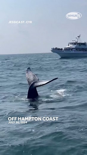 🐋 This whale wowed onlookers when it slapped its tail on the ocean's surface. This happened off the coast of Hampton. Very cool! #whale #whalewatching #whaletails #sealife #nh #newhampshire #hamptonnh #hamptonbeach #hamptonbeachnh #atlanticocean | WMUR-TV