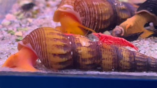 Snails-Snails-Snails We always carry a good variety of Snails here at Wharf, these orange Rabbit Snails are just one example. …..Aren’t they cute!! Also, checkout the cheeky Shrimp cadging a free lift😆 Price can be seen during this short video. Tel 01773 861255 | Wharf Aquatics