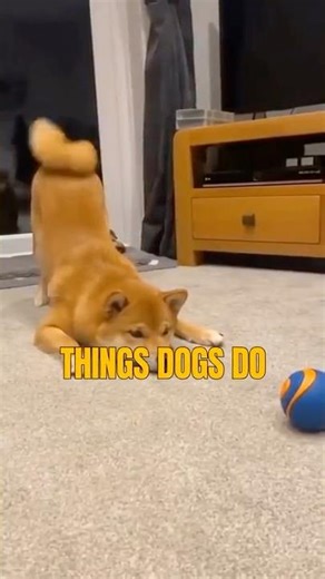 Things Dogs Do When They’re Curious About Something