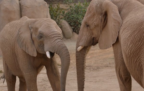 San Diego Zoo Safari Park unveils opening date for all-new Elephant Valley