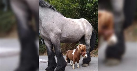 Самая миниатюрная лошадь в мире ниже годовалого ребенка: каков ее рост (видео)