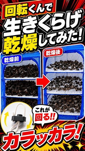 生きくらげを乾燥したらこうなった！#回転くん #きくらげ #干しきくらげ #室内干し #DIY