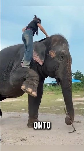 The Smartest Elephant Ever?! 🐘❤️ (Helping His Owner) #shorts #elephant #pets