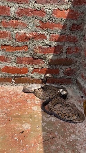 Black Mouse vs Monocled Cobra Snake #snake #cobra #highlightseveryone #snakerescue #wildliferescue