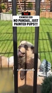 1.7M views · 15K reactions | Chinese zoogoers are barking mad after learning the alleged pandas they visited at the #ShanweiZoo were just dogs painted to look like the at-risk bears. Read what the zoo has to say in bio! | TMZ | Facebook