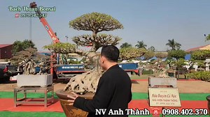 270K views · 2.5K reactions | Nghe anh Thùy HP chia sẻ rất hay bên bộ ba của nhà vườn Thành Thông tại TL Thanh Hà Hải Dương  Xem tiếp Video tại đây https://youtu.be/nEWc4YiwkWY?si=8KmYs4MIVxvYxMiS | Bach Thuan Bonsai | Facebook