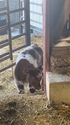 Brandy stopped in to say hello to the big heifers tonight 😊❤️ | Decker Show Cattle