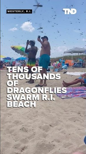 Dragonflies swarm Rhode Island beach