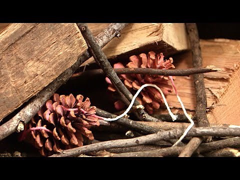 DIY Pinecone Fire Starters | Southern Living