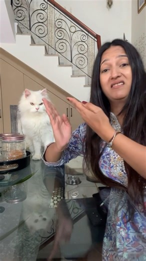 Time to build my own career 🐾😌Brands, don’t ignore this talent 😂 #coco #cat #cocomelonlover