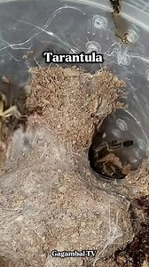 Tarantula 😱 #feeding #gagambaltv #highlight #follower #everyone #ccto #spider #gagamba | Gagambal TV