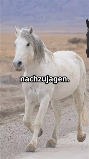 Mustang Horses: Wild and Free! 🐴