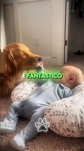 🐶 The 3 Best Dogs for Kids! 🏡✨ Which One is Perfect for Your Family?