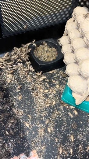 LIVE CRICKETS 🦗 UP CLOSE!!!