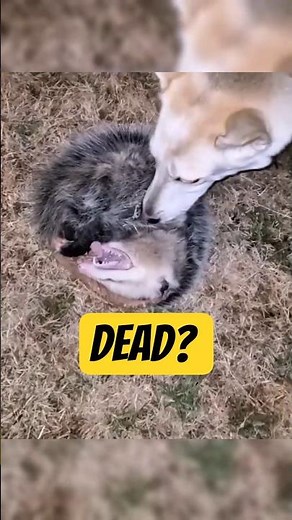 Why Do Possums Play Dead? #AnimalFacts #Wildlife #shorts