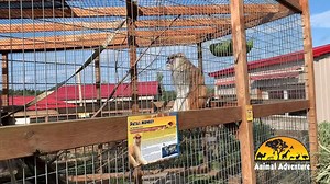 47K views · 1.9K reactions | The Patas monkey has also been called 'the dancing monkey' because they jump when they are excited. However, when they rest, they lean back and put up their feet similiar to how a human lounges on a lazy Sunday! Spend your Sunday at the park and come see our Patas Monkeys! We're open to foot traffic daily from 10 a.m. to 5 p.m. thru Oct. 25. Our Drive-Thru Zoo is also open on Thursdays and Saturdays from 9 a.m. to 10 a.m. | Animal Adventure Park | Facebook