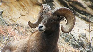 121K views · 618 shares | Bighorn sheep smash their skulls together in order to prove who’s the better ram. See who prevails! #AnimalArmory | National Geographic Animals | Facebook