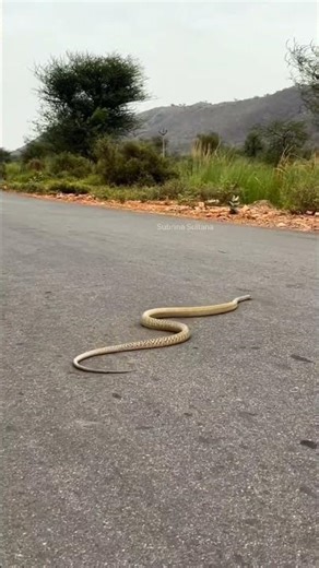 "Oriental Rat Snake Crossing the Road – A Rare Glimpse!" #snakevideo #naturelovers #amazingnature