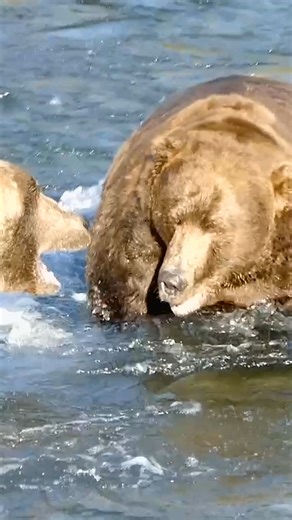 49K views · 1.7K reactions | We can't ask bears how they feel, but the sounds that they make can say a lot! #bearcam | explore.org | Facebook