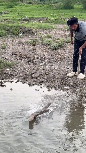 BIG SIZE MONITOR LIZARD 🦎 RELEASE 😰 #wildliferescue #monitorlizard