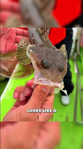 CRAZY looking fish from JAPAN 👀 #fishing