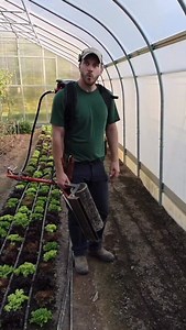 Using the 15” flame weeder - How To. Neversink Farm Tools is at the forefront of tool innovation for Market Farming. Our tools are manufactured at our HQ in TN. We invite you to take a look at our vast catalog of educational videos on farming and gardening on our YouTube Channels - NeversinkFarm and NeversinkTools #flameweeder #theblazeflameweeder #bladeflameweeder #neversinktools #farmersusingtools #madebyfarmers #madeintheusa #smallscaletools #neversinkfarmtools #farmtools #designedbyfarmers #