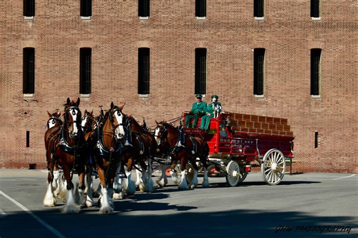 The Budweiser Clydesdales Have Set Hoof in SF for the Super Bowl, They’ll Be at Fort Mason Thursday