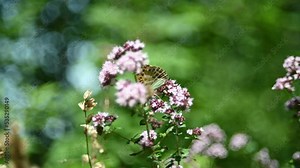 Flower in front of bokeh of trees in a forest in summer