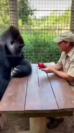 A viral piece of zookeeper-cam footage captured a mind-blowing moment between a human and a silverback gorilla that is leaving millions in stitches. The video shows a keeper performing a classic 'vanishing object' magic trick for a highly intelligent gorilla sitting just across a table. After showing the gorilla a bright red apple, the keeper covers it with a napkin and swiftly 'smashes' it, making the fruit seemingly disappear. The gorilla’s reaction is nothing short of theatrical—its jaw liter