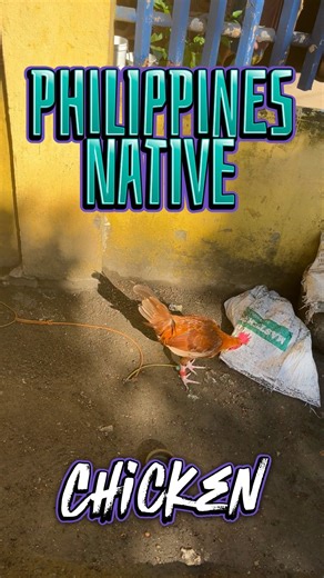 Philippines Native Chicken