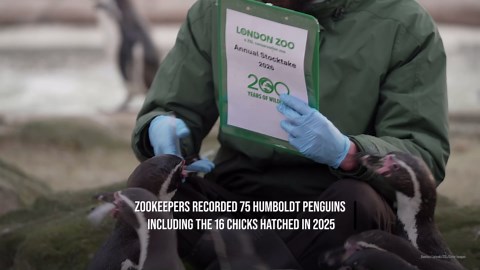 Pick up a penguin! London Zoo's animals line up for annual stocktake