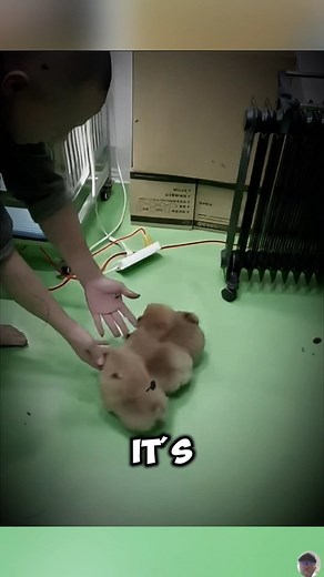 243K views · 80K reactions | The Smallest Dog in the World? Meet the Teacup Pup! | Petsux | Facebook