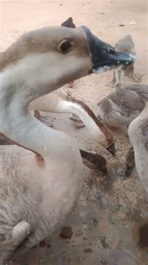 goose sounds goosefaming goosefeeding rice