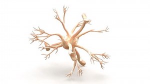 nerve glia astrocytes anatomy medical 3d animation