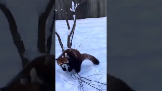 Red panda cubs have the ultimate snowy playground adventure