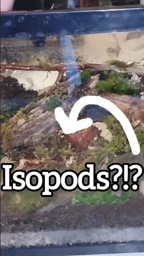 Making an isopod terrarium!