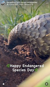2.8K views · 79 reactions | 憐 Happy Endangered Species Day! Today,...