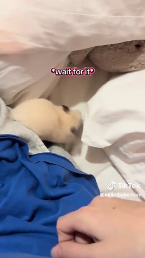 Hamster's Hilarious Showdown with Teddy Bear