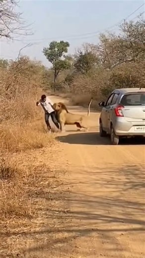 Jungle Mein Sher Ne aadmi ku Pakad Liya😱