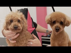 How to Cut Teddy Bear Ears | Cute Before & After Groom Transformation