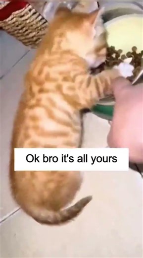 Funniest cat moment ever Try not to laugh Cat funny video for kid 208 #cat