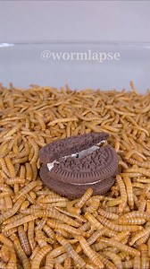2.1K views · 50 reactions | Mealworms eating Oreo, dragon fruit, ghost pepper, lime, chicken wing, salmon sushi, salami, popcorn, goat cheese, sushi and cake | WormLapse | Facebook
